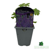Delphinium 'Black Knight' - 1Ltr Pot