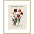 Artko 42cm Tulip Framed Print By Christopher Glampleto - Old Railway Line Garden Centre