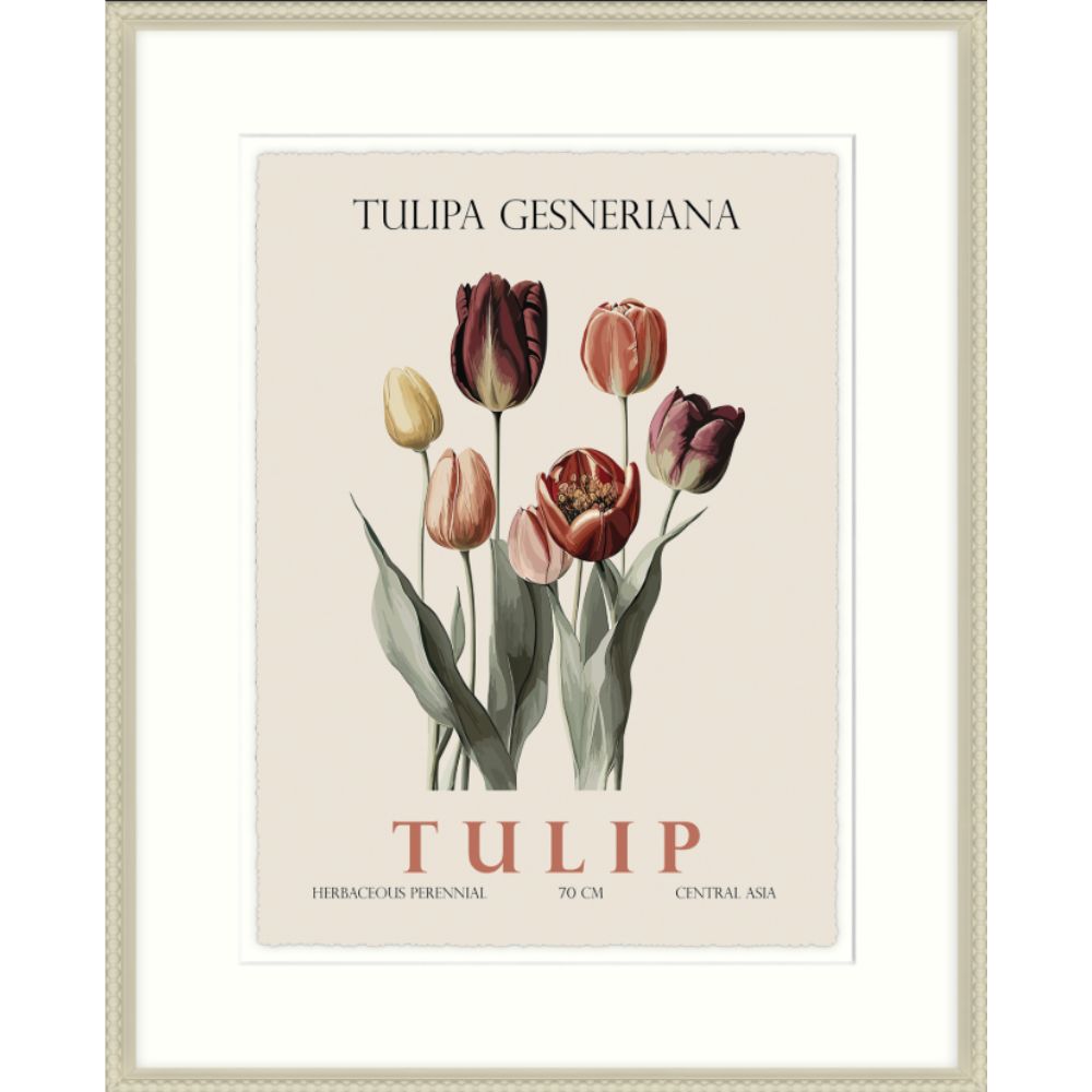 Artko 42cm Tulip Framed Print By Christopher Glampleto