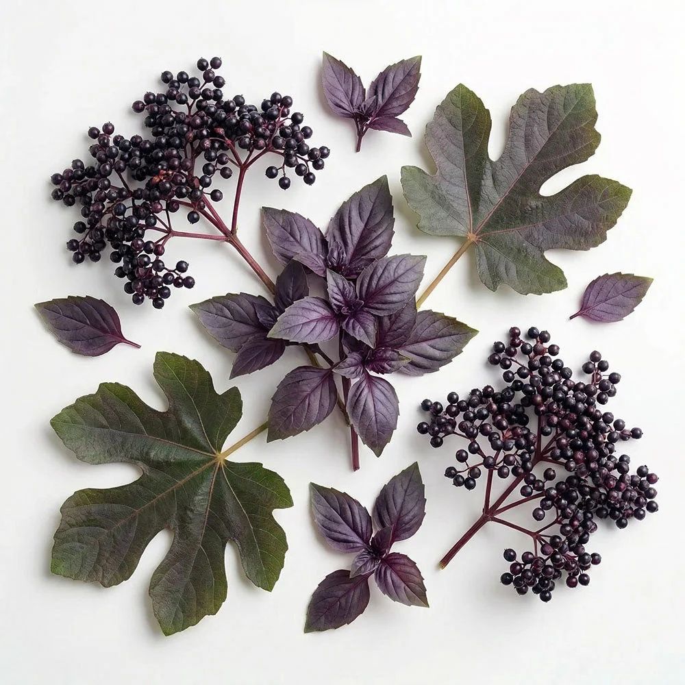 Ashleigh & Burwood Linear Frosted and Elderberry & Purple Basil Fragrance Lamp Gift Set