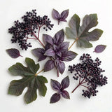 Ashleigh & Burwood Linear Frosted and Elderberry & Purple Basil Fragrance Lamp Gift Set