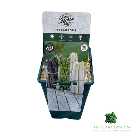 Asparagus Officinalis 'Gijnlim' Plant - 3Ltr Pot - Old Railway Line Garden Centre