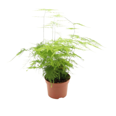Asparagus setaceus 'Plumosus' - Asparagus Fern - 12cm Pot - Old Railway Line Garden Centre