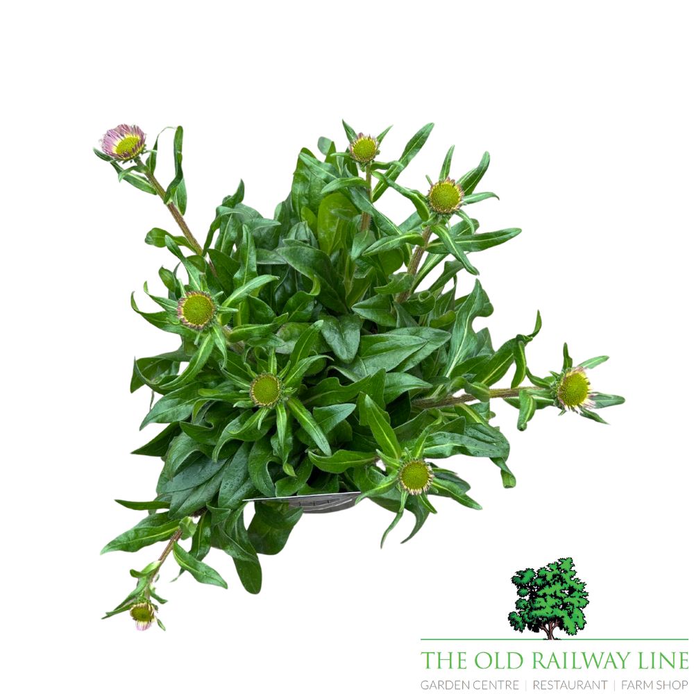 Aster Tongolensis 'Beggarten' Plant - 3Ltr Pot