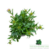 Aster Tongolensis 'Beggarten' Plant - 3Ltr Pot