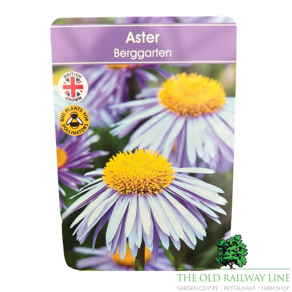 Aster Tongolensis 'Beggarten' Plant - 3Ltr Pot