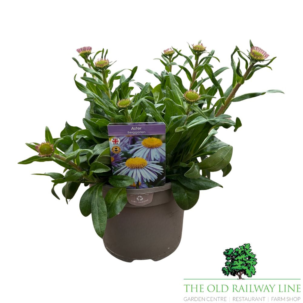Aster Tongolensis 'Beggarten' Plant - 3Ltr Pot