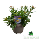 Aster Tongolensis 'Beggarten' Plant - 3Ltr Pot