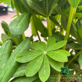 Lupin 'Magic Lantern' Plant - 5Ltr Pot