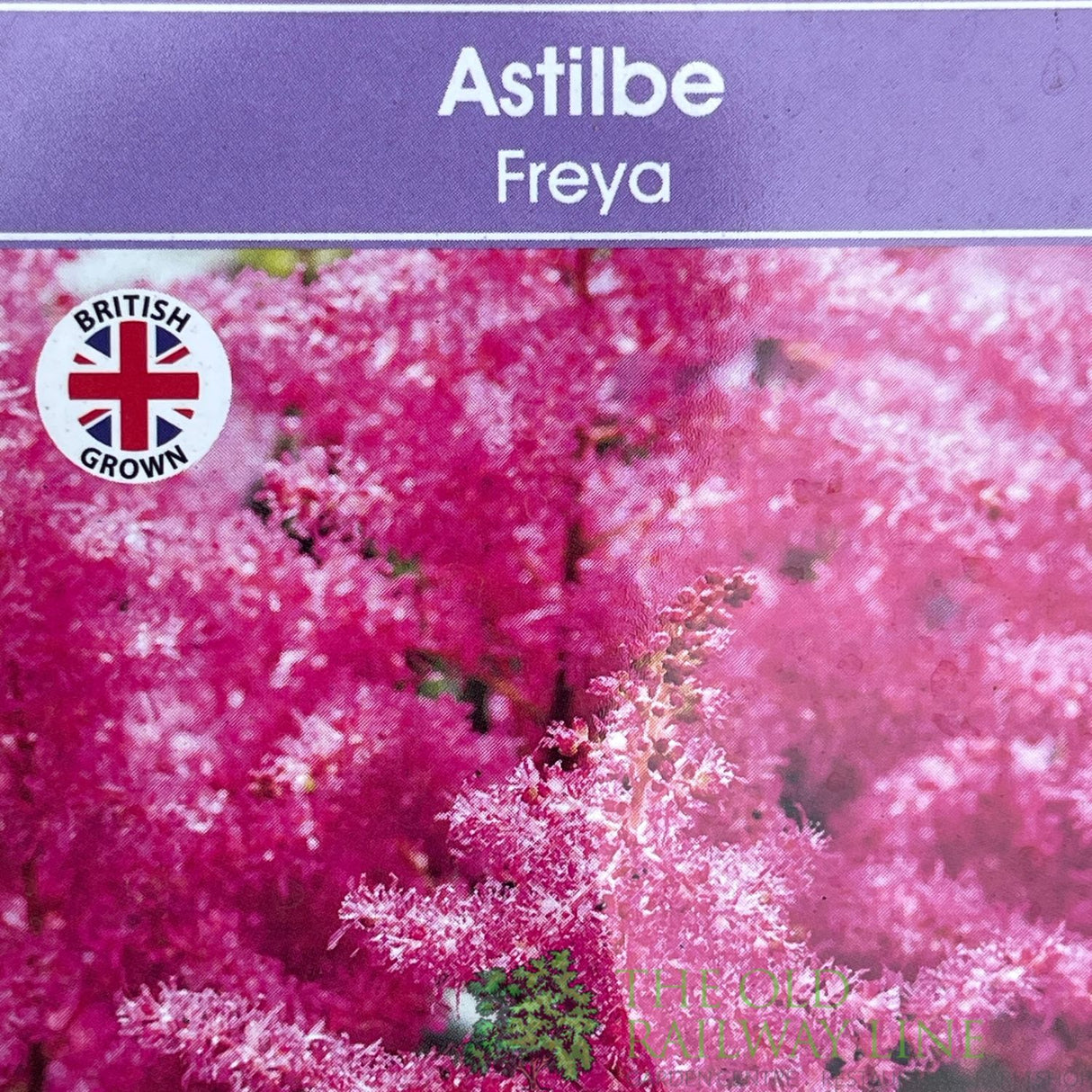 Astilbe 'Freya' Plant - 3Ltr Pot
