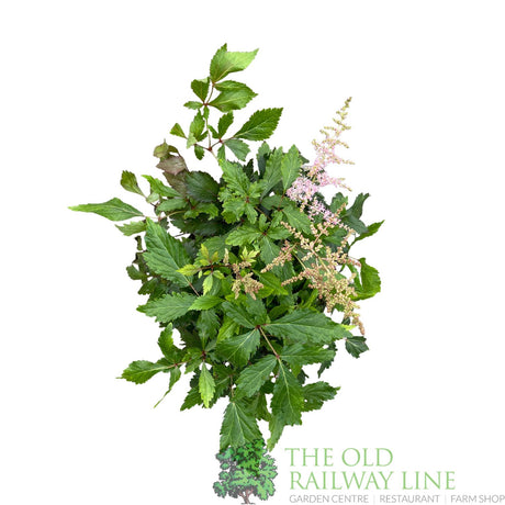 Astilbe 'Freya' Plant - 3Ltr Pot