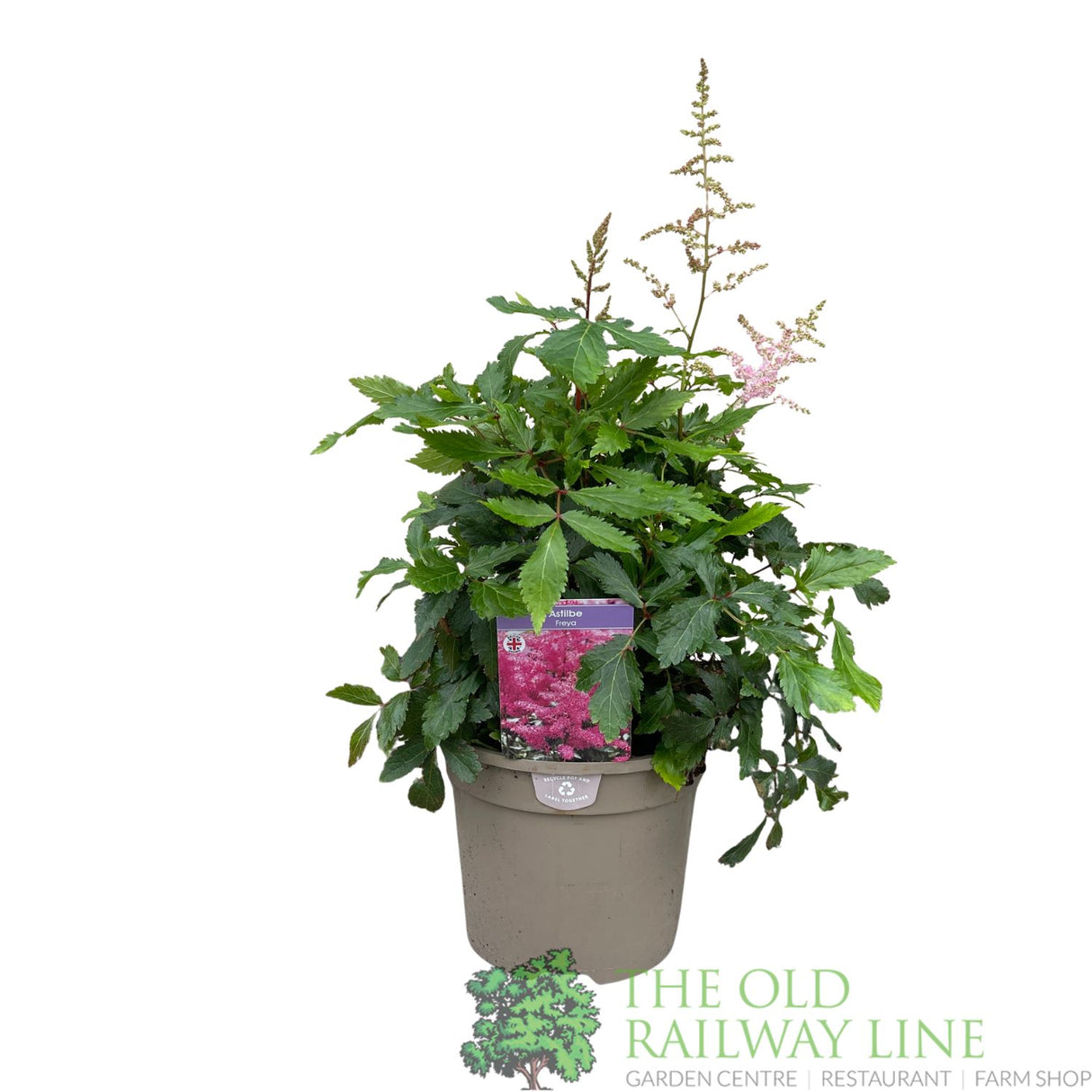 Astilbe 'Freya' Plant - 3Ltr Pot