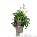 Astilbe 'Freya' Plant - 3Ltr Pot