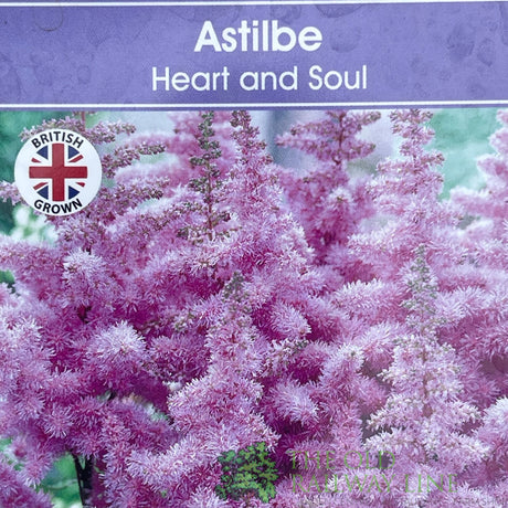 Astilbe 'Heart & Soul' Plant - 5Ltr Pot