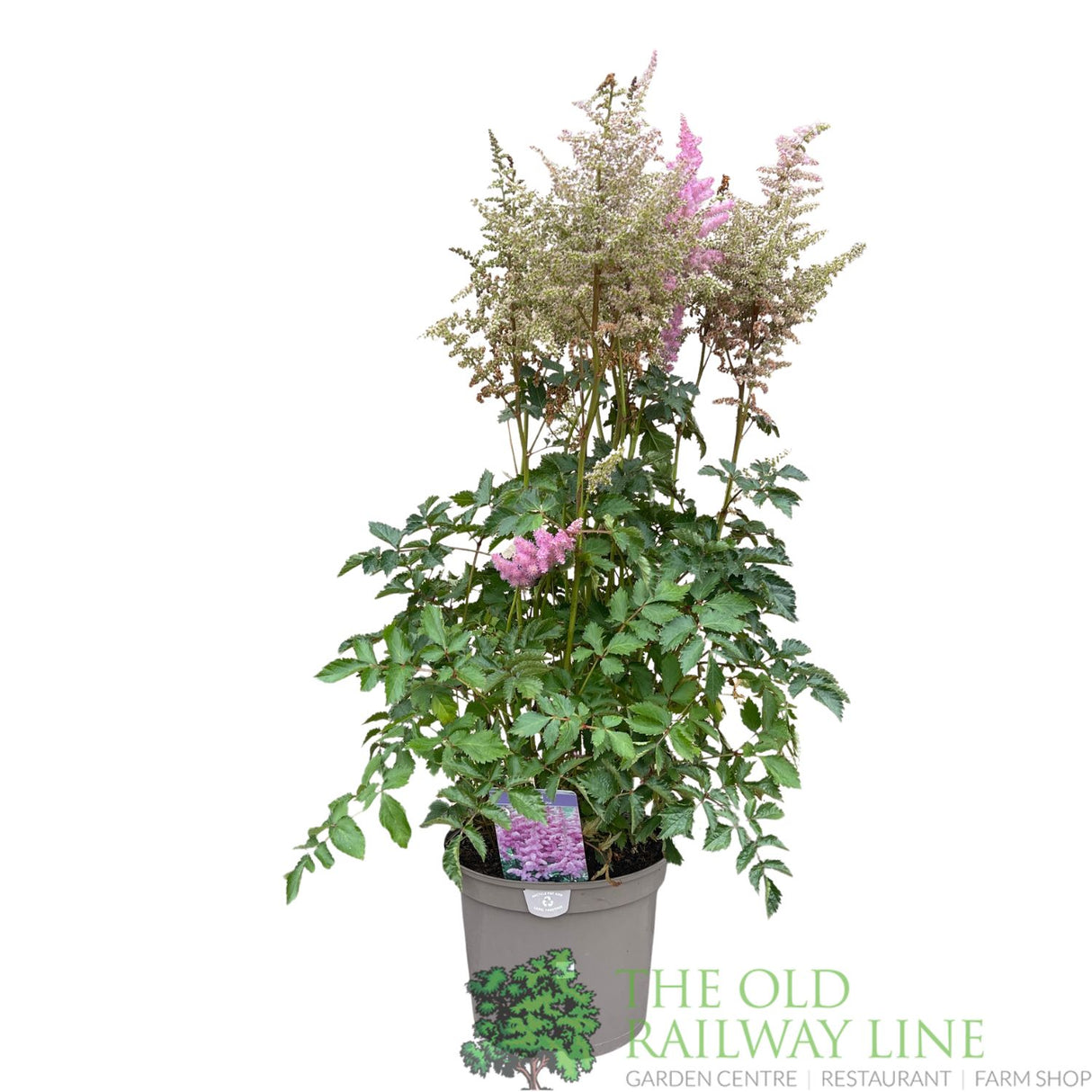 Astilbe 'Heart & Soul' Plant - 5Ltr Pot