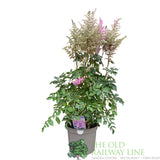 Astilbe 'Heart & Soul' Plant - 5Ltr Pot