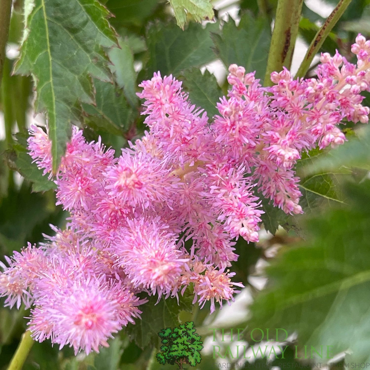 Astilbe 'Heart & Soul' Plant - 5Ltr Pot