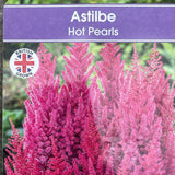 Astilbe chinensis 'Hot Pearls' Plant - 3Ltr Pot