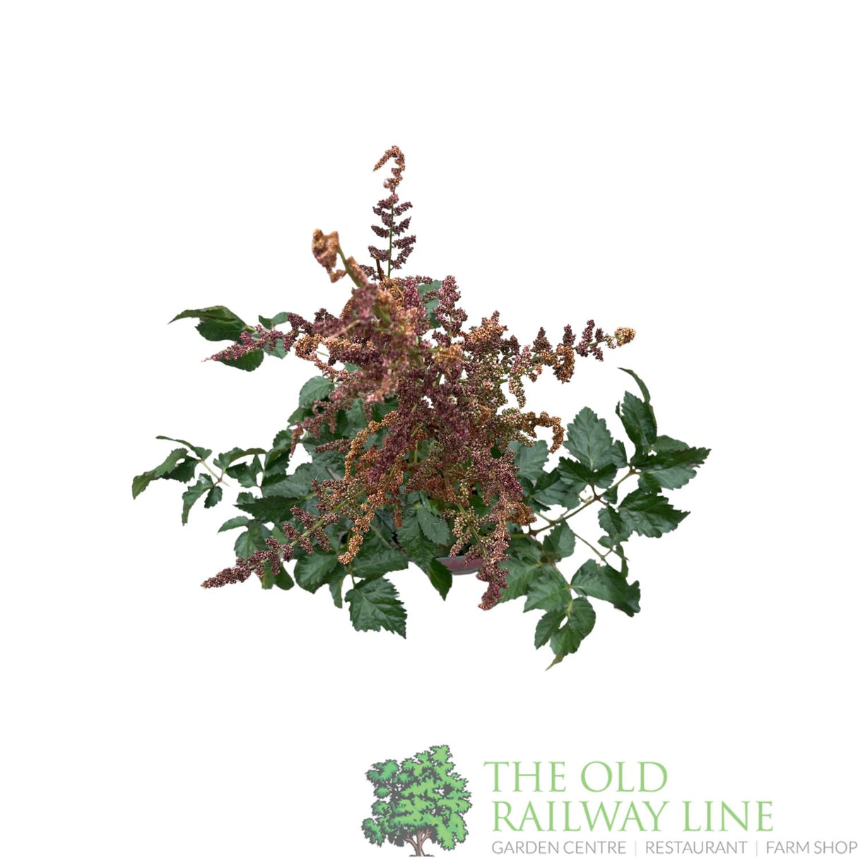 Astilbe chinensis 'Hot Pearls' Plant - 3Ltr Pot