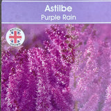 Astilbe 'Purple Rain' Plant - 3Ltr Pot