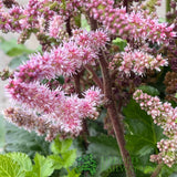 Astilbe 'Purple Rain' Plant - 3Ltr Pot