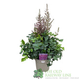 Astilbe 'Purple Rain' Plant - 3Ltr Pot