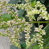 Astilbe 'Razzle Dazzle' Plant - 3Ltr Pot