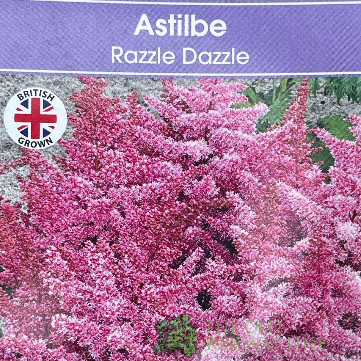 Astilbe 'Razzle Dazzle' Plant - 3Ltr Pot