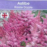 Astilbe 'Razzle Dazzle' Plant - 3Ltr Pot