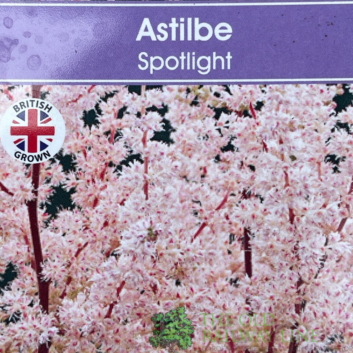 Astilbe 'Spotlight' Plant - 3Ltr Pot