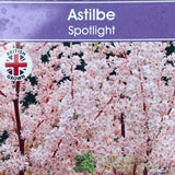 Astilbe 'Spotlight' Plant - 3Ltr Pot