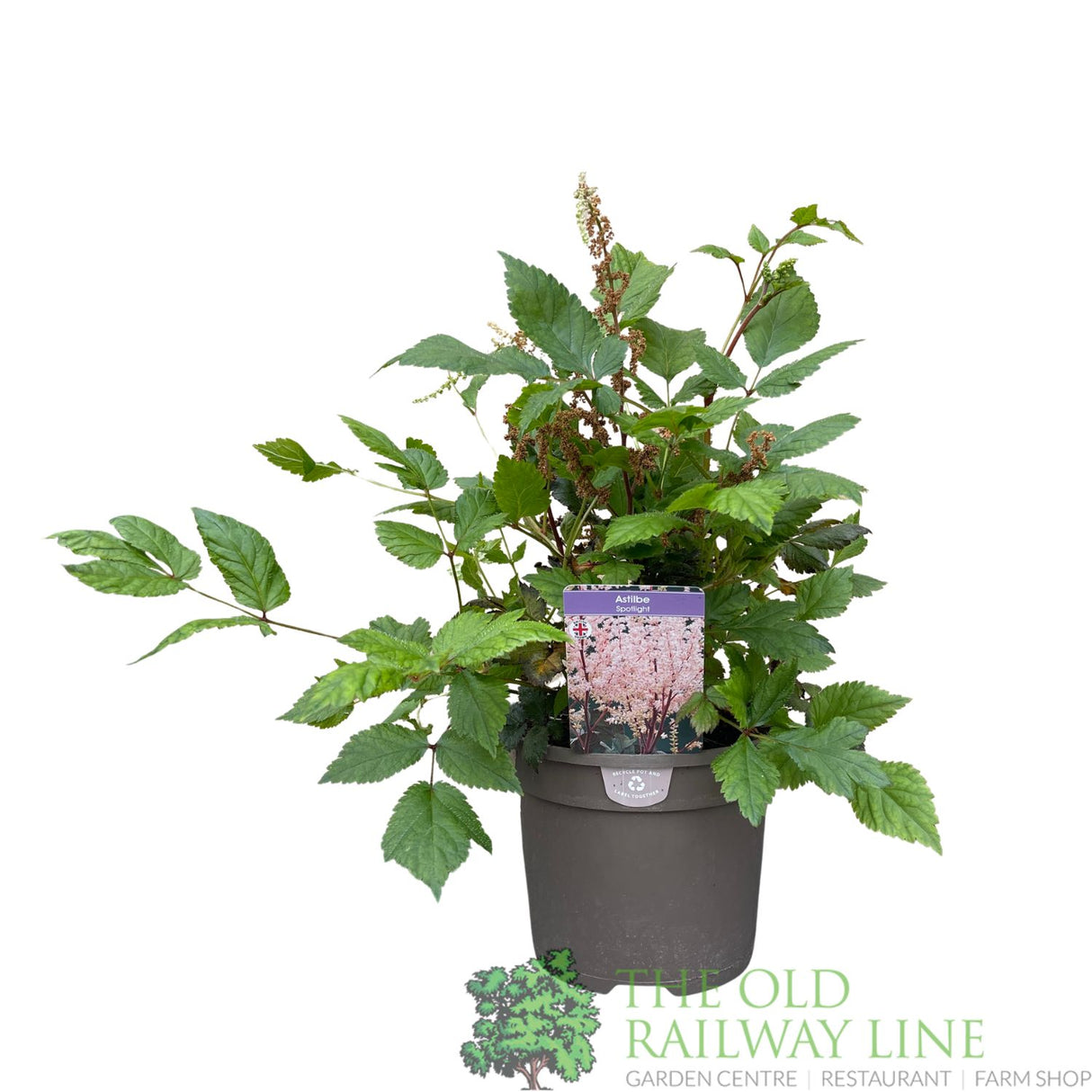 Astilbe 'Spotlight' Plant - 3Ltr Pot