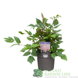 Astilbe 'Spotlight' Plant - 3Ltr Pot