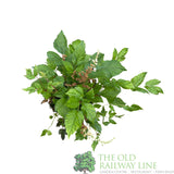 Astilbe 'Spotlight' Plant - 3Ltr Pot