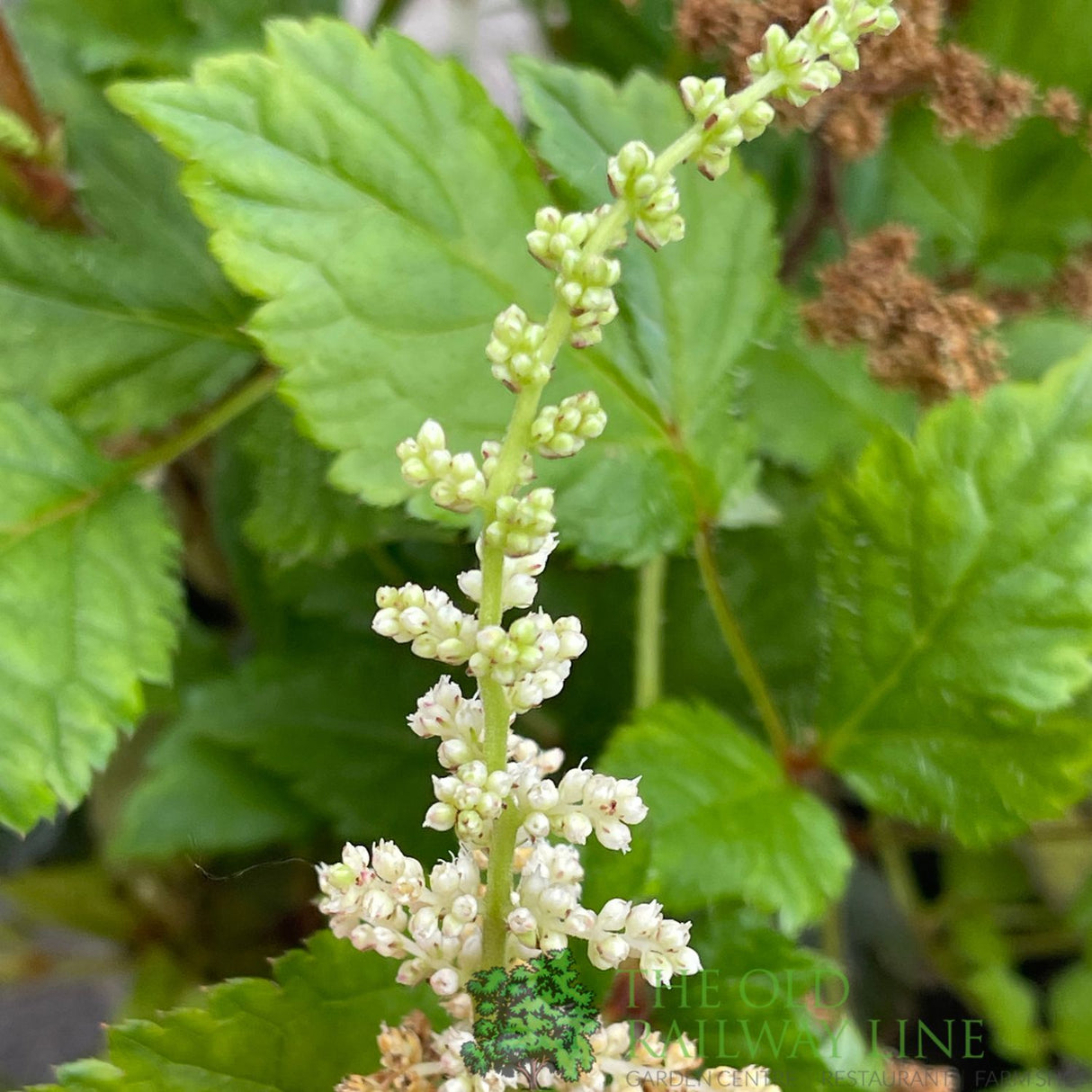 Astilbe 'Spotlight' Plant - 3Ltr Pot