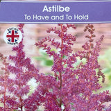 Astilbe 'To Have and To Hold' Plant - 3Ltr Pot
