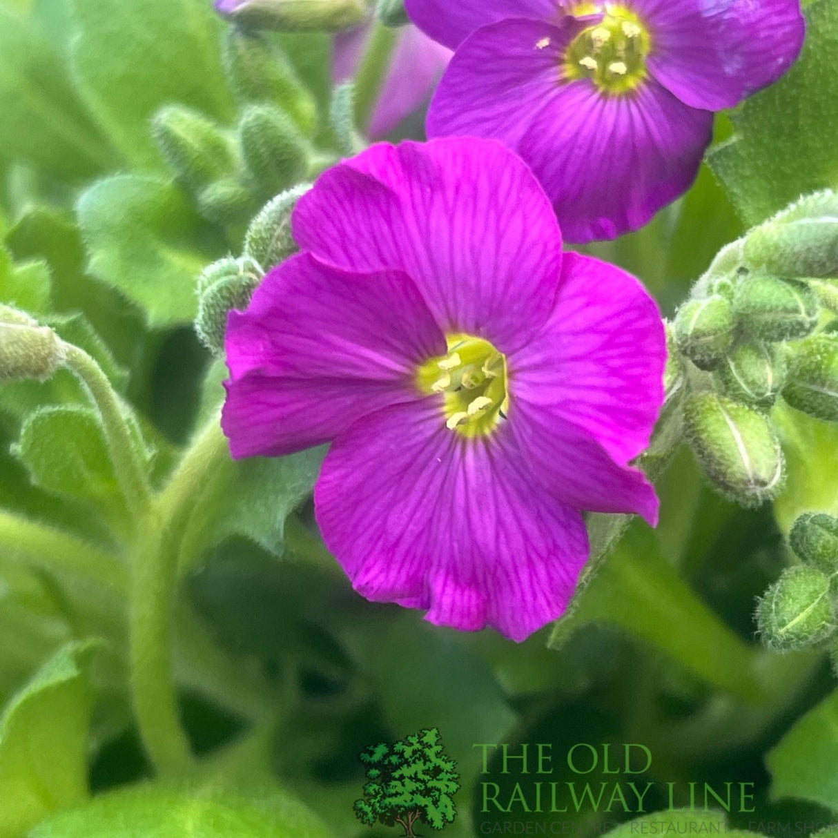 Aubrieta gracilis 'Florado Neon Pink' Plant 2Ltr Plant - Old Railway Line Garden Centre