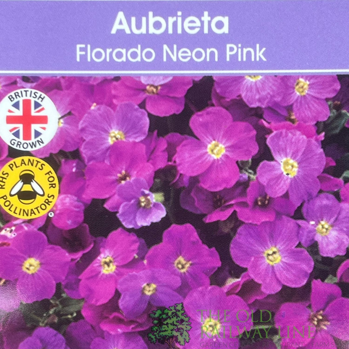 Aubrieta gracilis 'Florado Neon Pink' Plant 2Ltr Plant - Old Railway Line Garden Centre