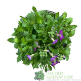 Aubrieta gracilis 'Florado Neon Pink' Plant 2Ltr Plant - Old Railway Line Garden Centre