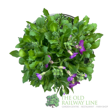 Aubrieta gracilis 'Florado Neon Pink' Plant 2Ltr Plant - Old Railway Line Garden Centre