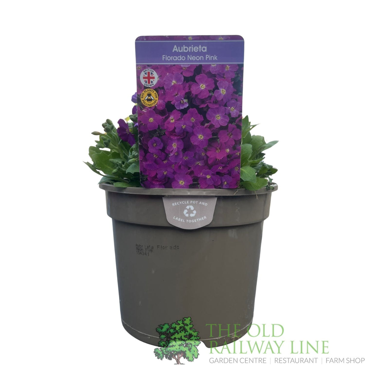 Aubrieta gracilis 'Florado Neon Pink' Plant 2Ltr Plant - Old Railway Line Garden Centre