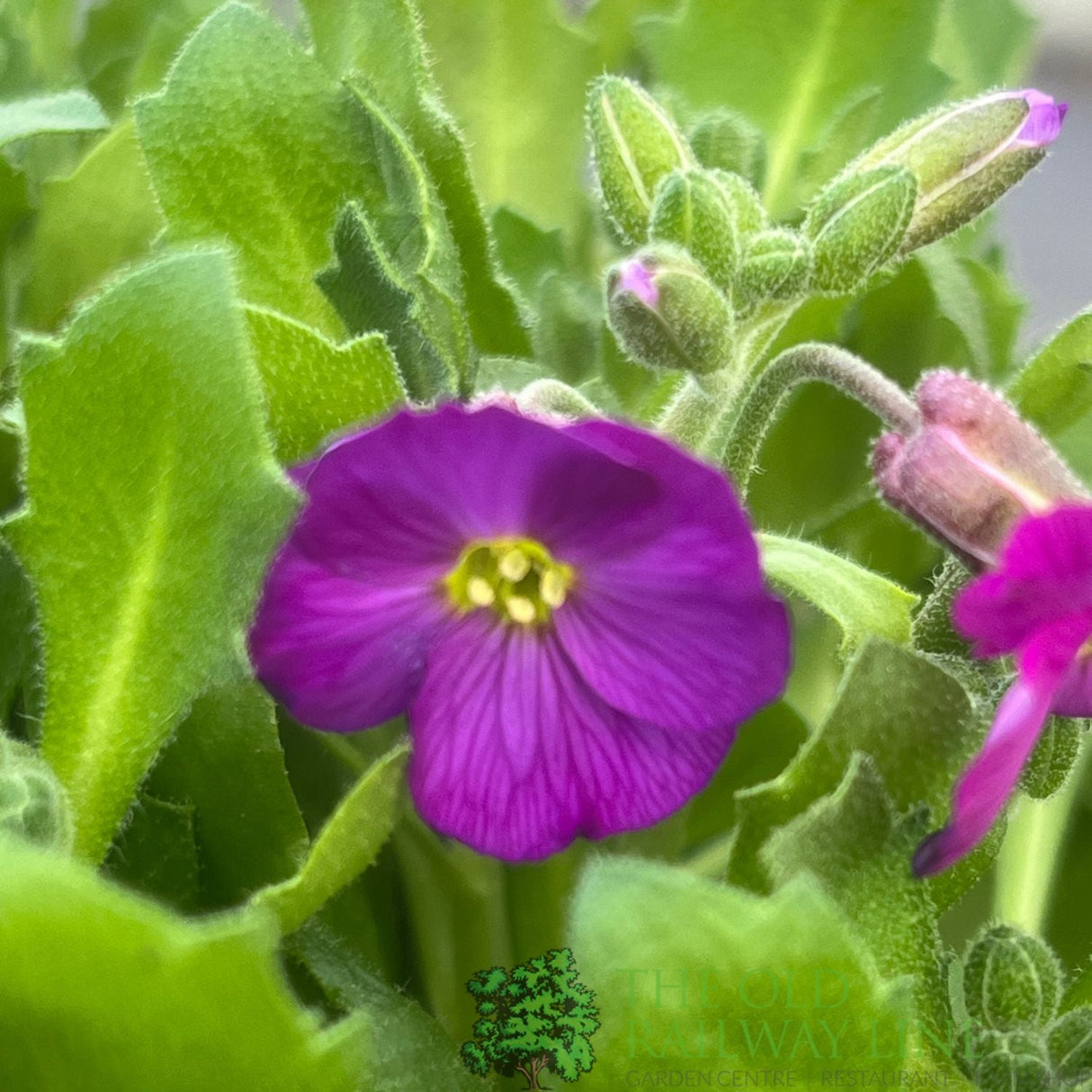 Aubrieta gracilis 'Florado Neon Pink' Plant 2Ltr Plant - Old Railway Line Garden Centre