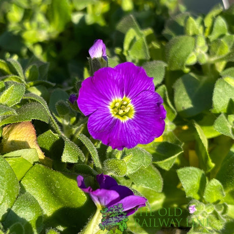 Aubrieta gracilis 'Kitte Blue' Pack of 6 Plants - Old Railway Line Garden Centre