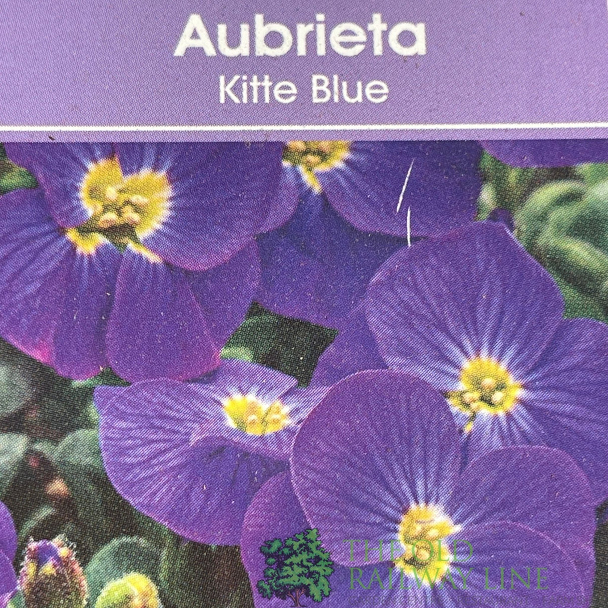Aubrieta gracilis 'Kitte Blue' Pack of 6 Plants - Old Railway Line Garden Centre