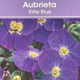 Aubrieta gracilis 'Kitte Blue' Pack of 6 Plants - Old Railway Line Garden Centre