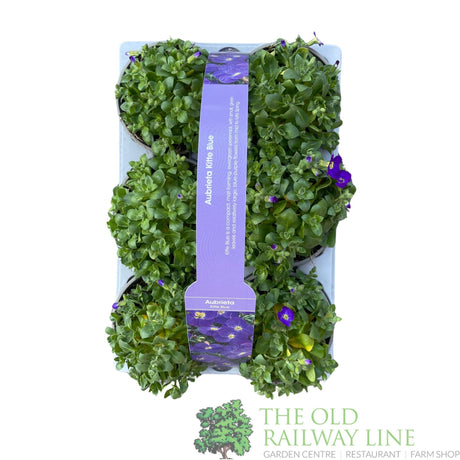 Aubrieta gracilis 'Kitte Blue' Pack of 6 Plants - Old Railway Line Garden Centre