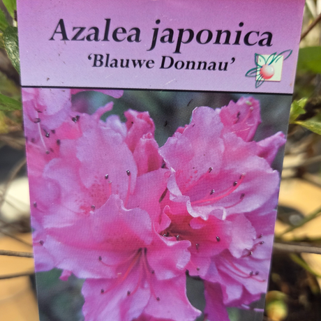 Azalea japonica 'Blauwe Donnau' Plant - 5Ltr Pot