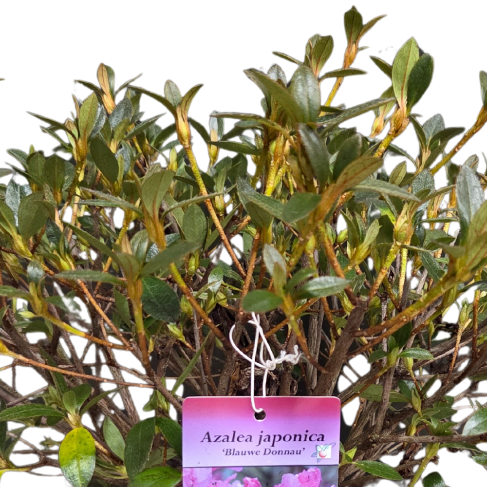 Azalea japonica 'Blauwe Donnau' Plant - 5Ltr Pot
