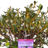 Azalea japonica 'Blauwe Donnau' Plant - 5Ltr Pot