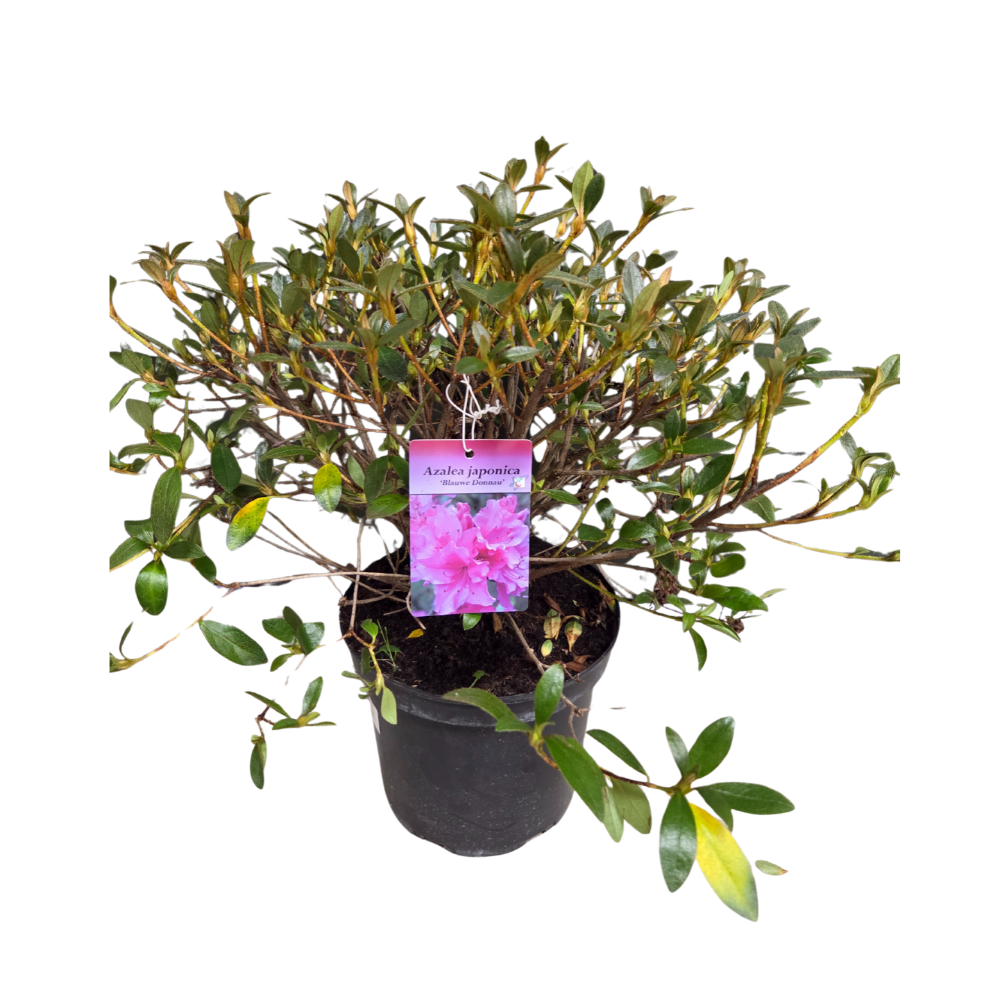Azalea japonica 'Blauwe Donnau' Plant - 5Ltr Pot